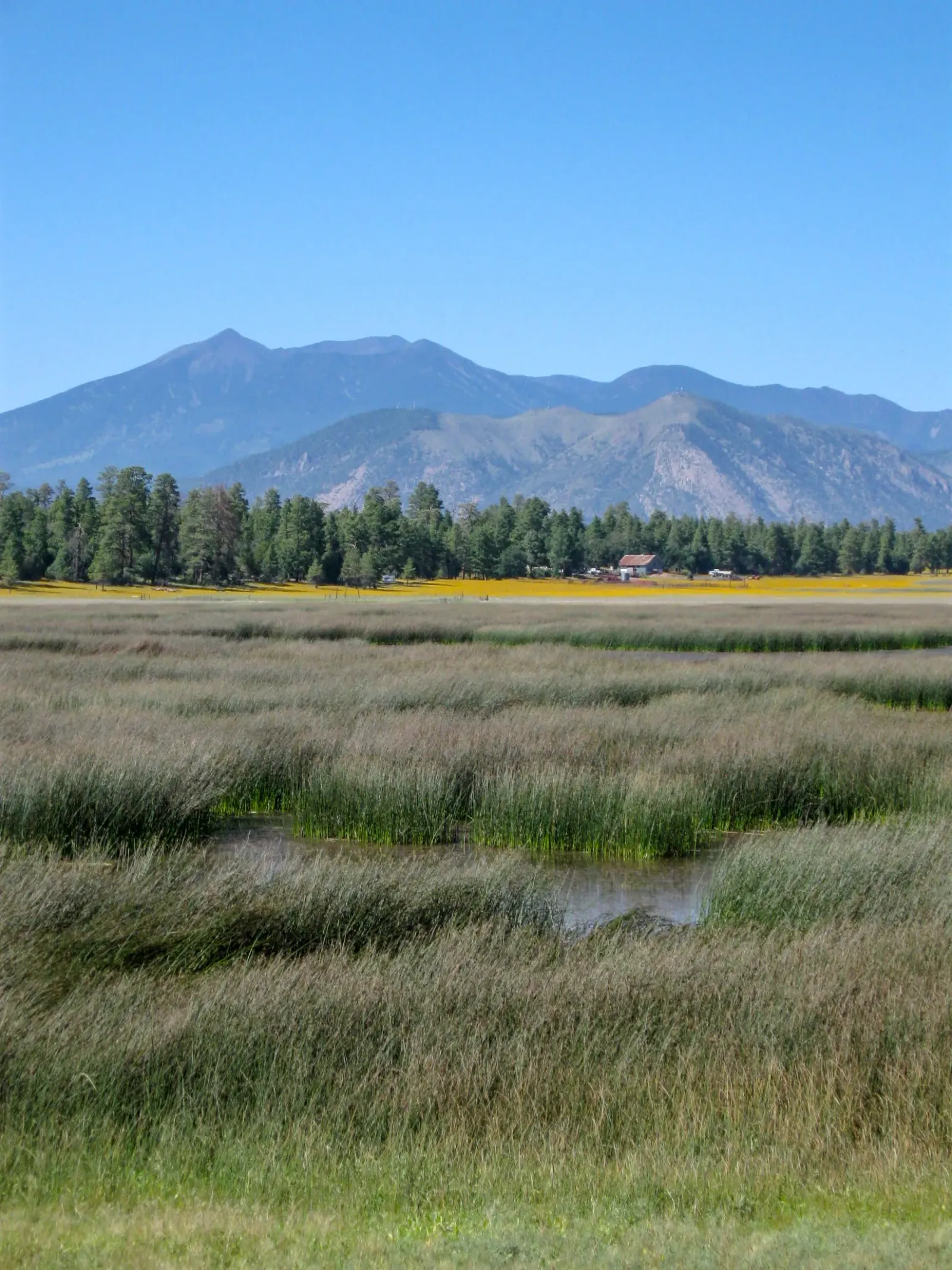 A high-elevation meadow with standing water in tall grass, pine forest, and the San Francisco Peaks in the distance, illustrative of Fort Valley's rural Coconino County terrain